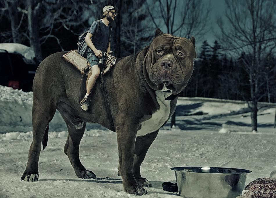 Dog Photographer Winter