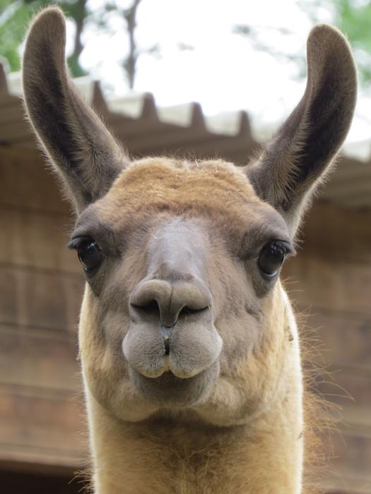 the llama at the zoo is cute and fluffy.