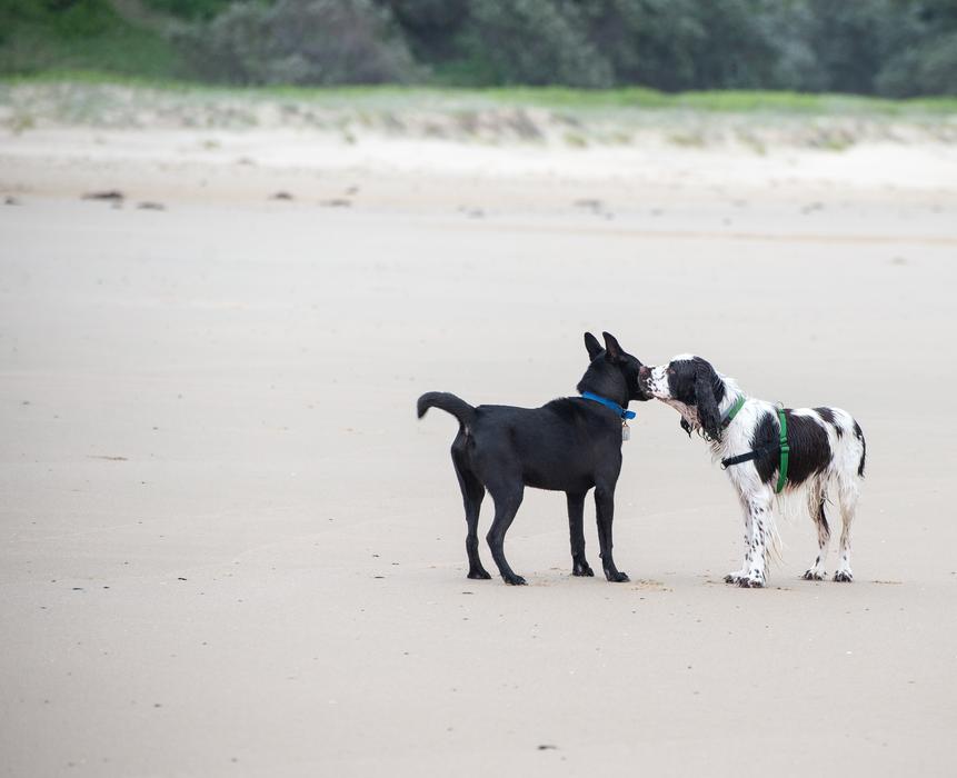 Dogs Beach Offlead