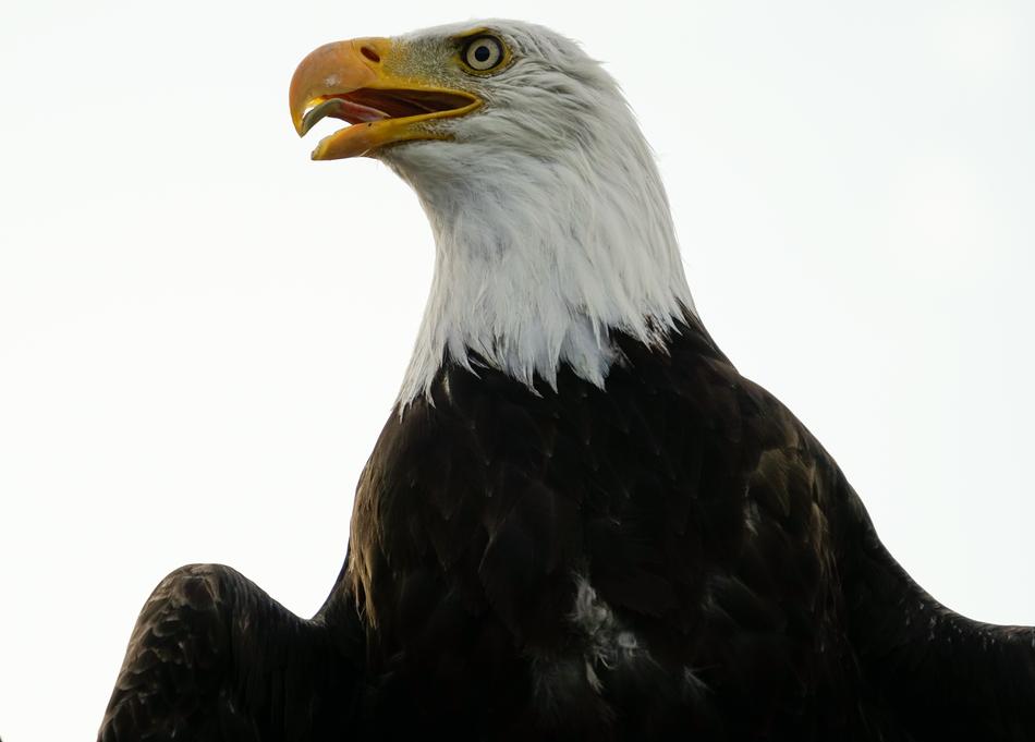 Bald Eagle Bird