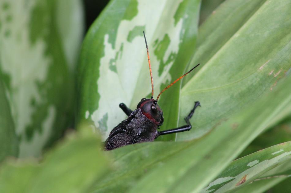 black grasshopper on green leaves