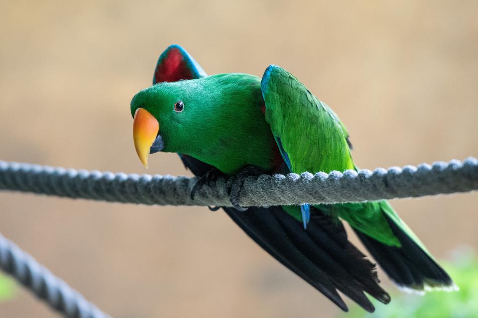 Bird Nature Colorful