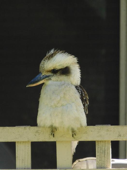 Kookaburra Native Australian