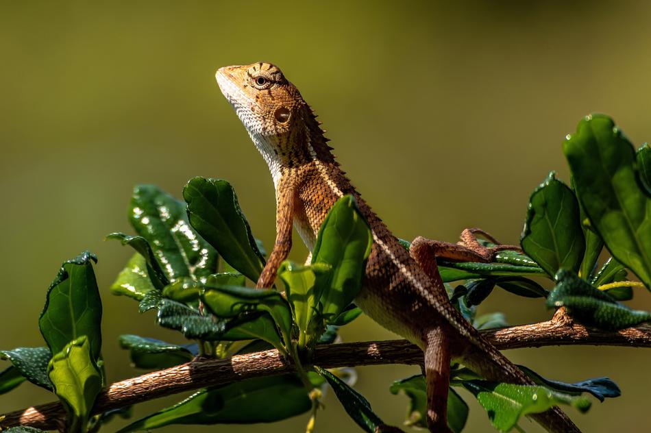 Chameleon Animal Lizard