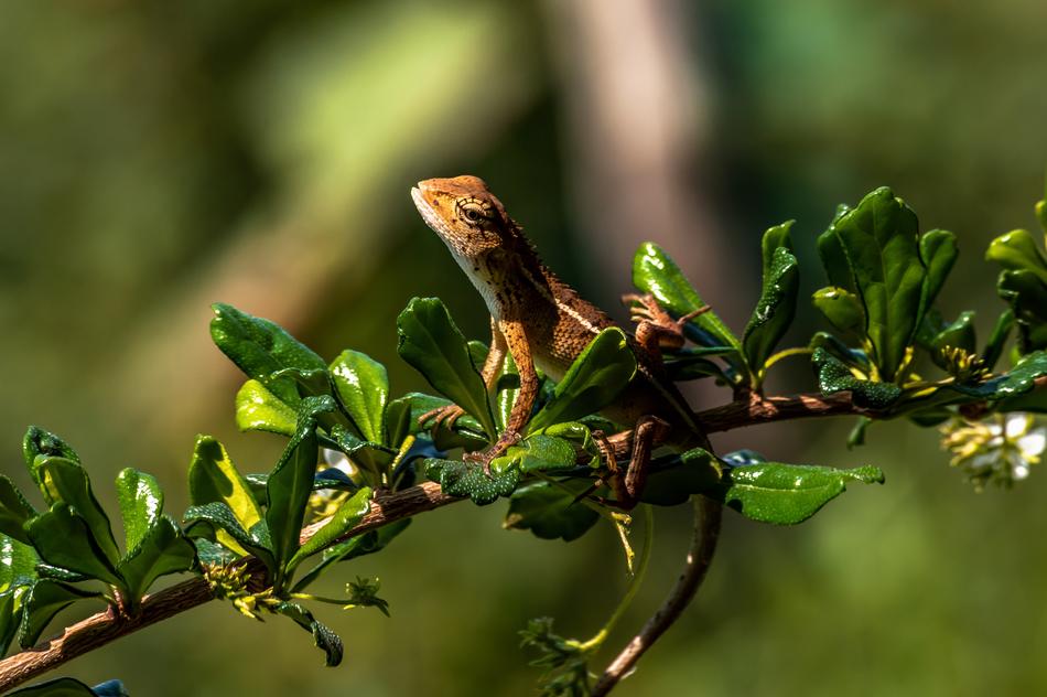 Chameleon Animal Lizard