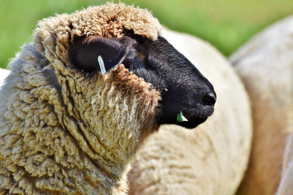 Sheep Sheepshead Livestock Herd