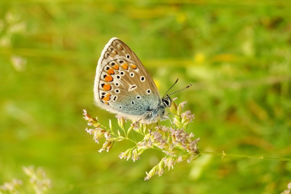 Animal Insect Butterfly