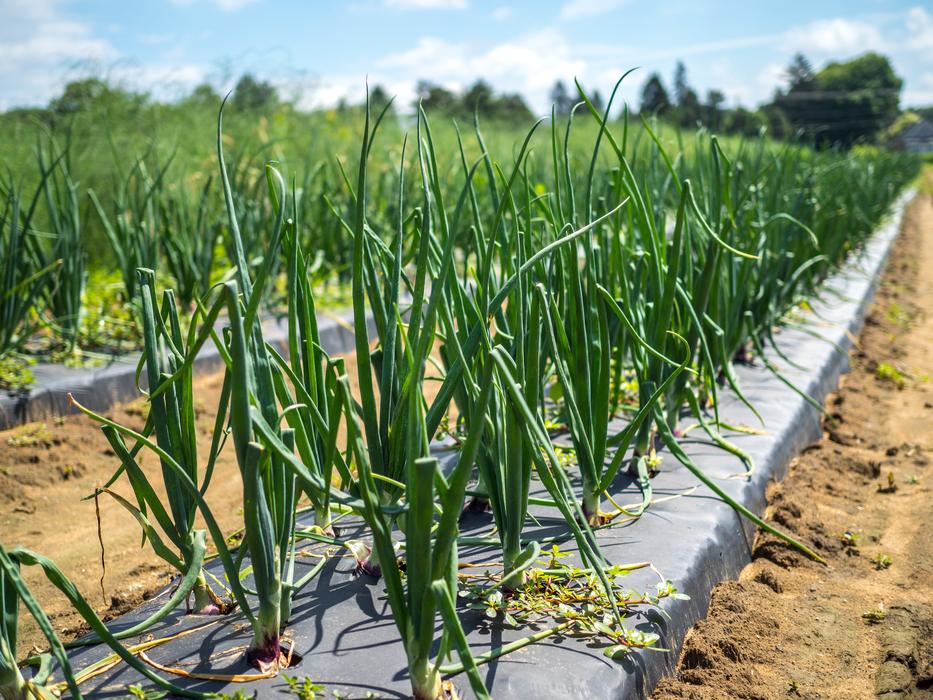 onion sprouts in the vegetable garden
