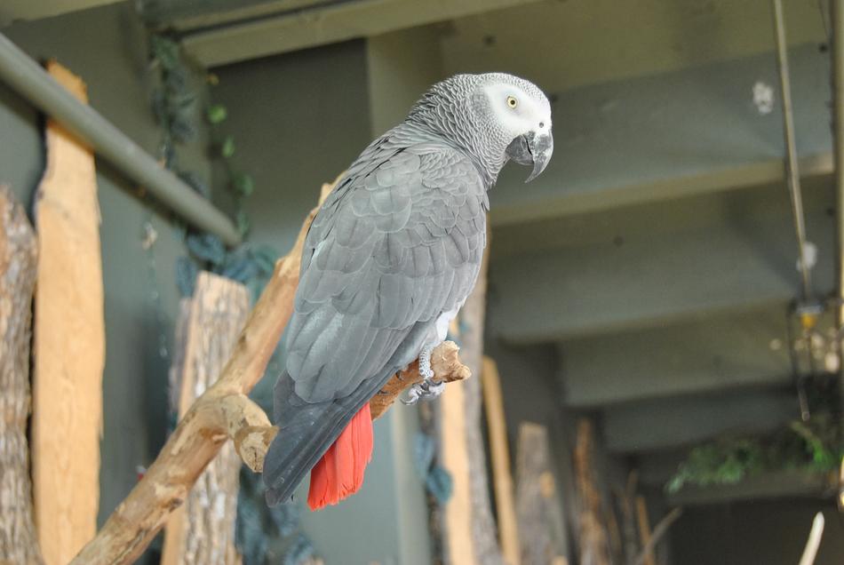 gray great parrot