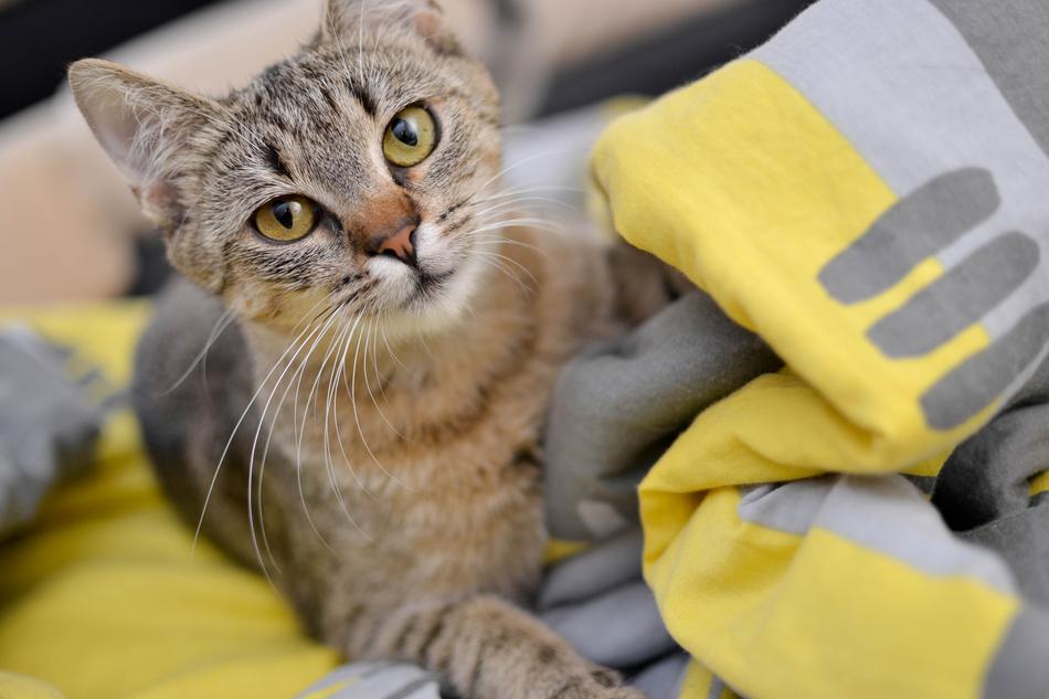cute lettle cat looking up