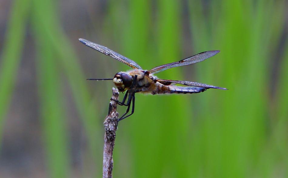 Dragonfly Animal Nature