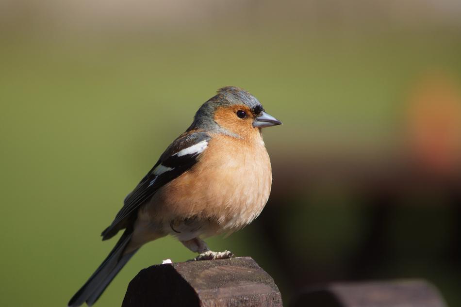 Bird Chair Nature