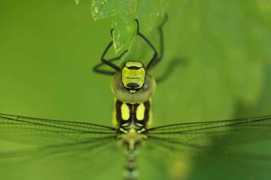 Dragonfly Hawker Macro Compound eyes