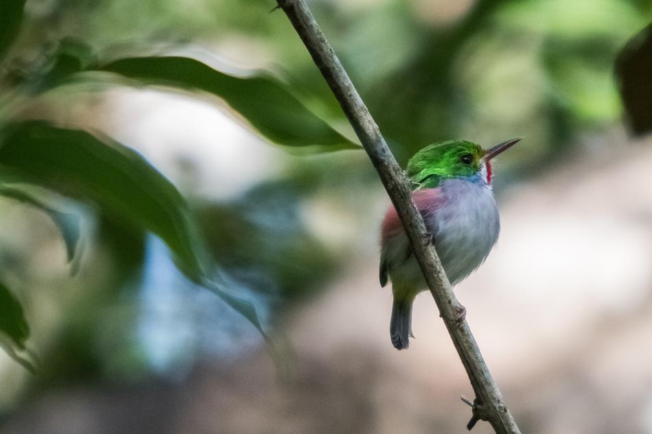 Cuba Matanzas Cienaga De Zapata