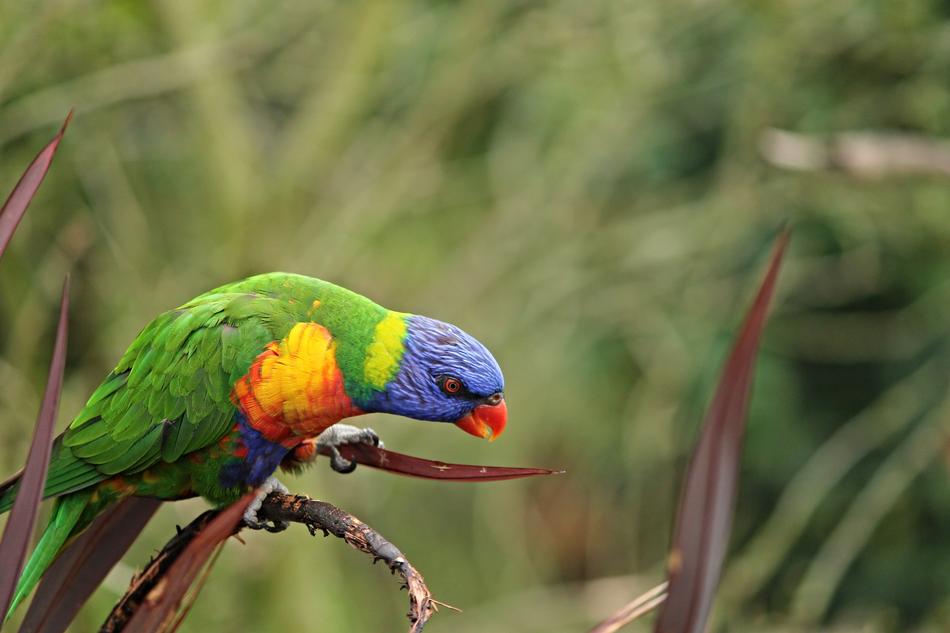 Parrot Bird Lorikeet Trichoglossus