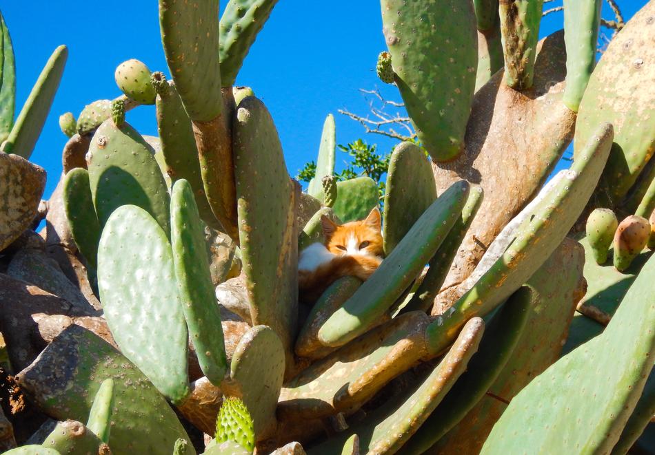 Cat Cactus Animals