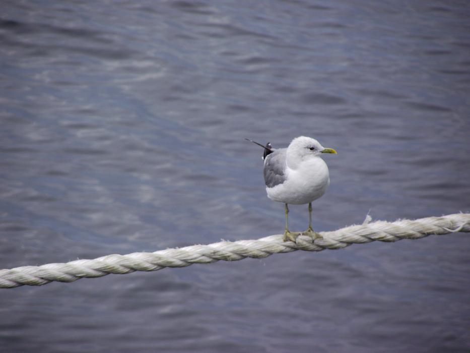 Sea Seagull Bird
