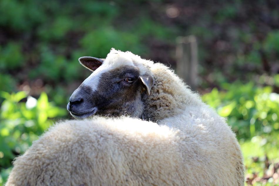 White Sheep Head Animal