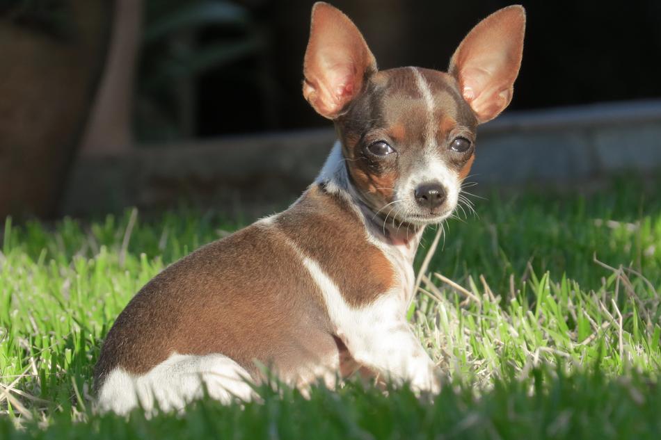 little puppy in the grass
