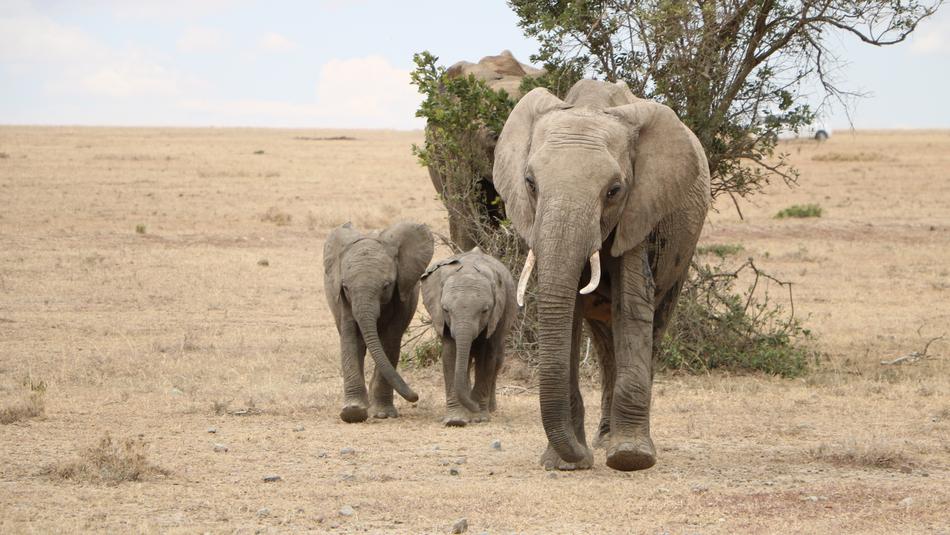 Safari Elephant Mammal