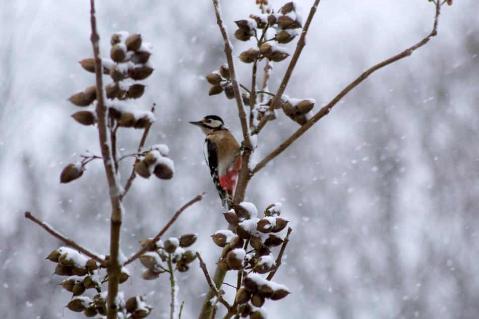 bird sitting on branches
