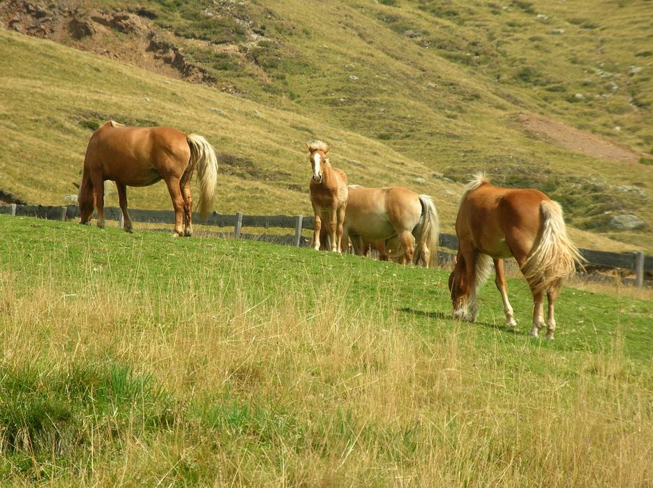 Graze Meadow Mammal