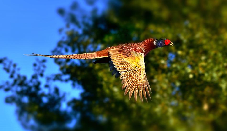 Ring Necked Pheasant Bird Ground living
