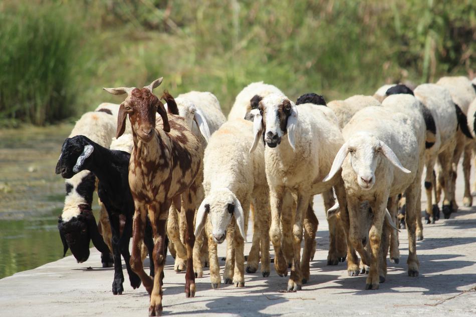 goats walking down the road