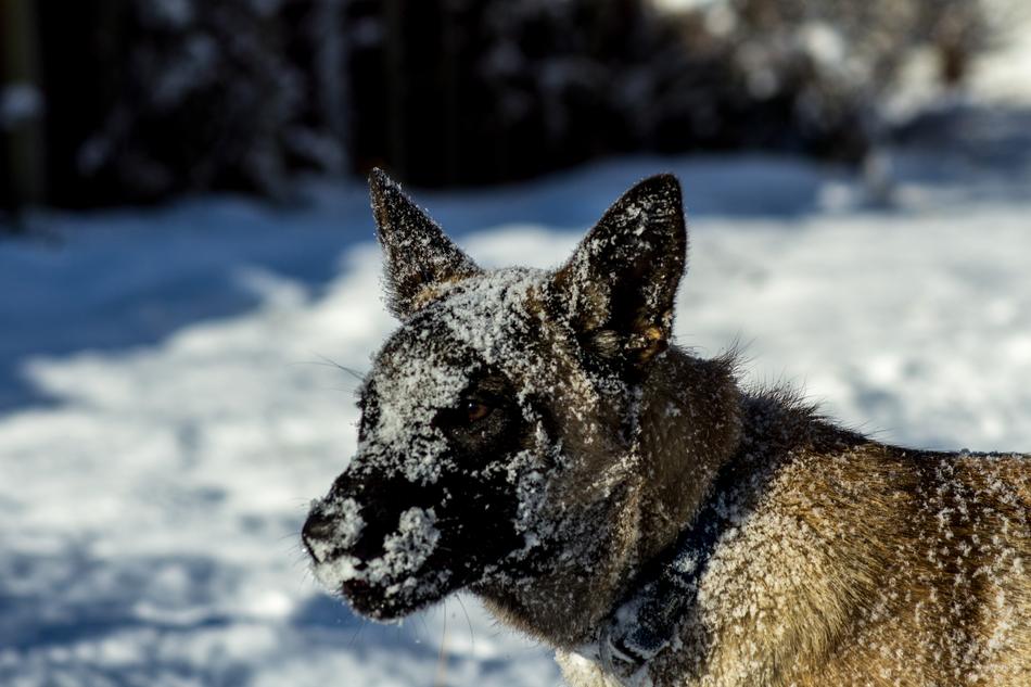 Dog Winter Icing