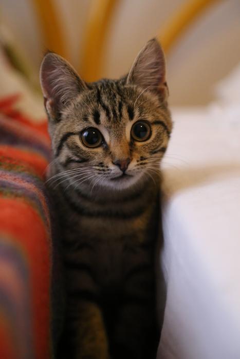 Cute Portrait Animals