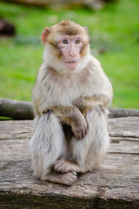 Macaque Barbary Monkey