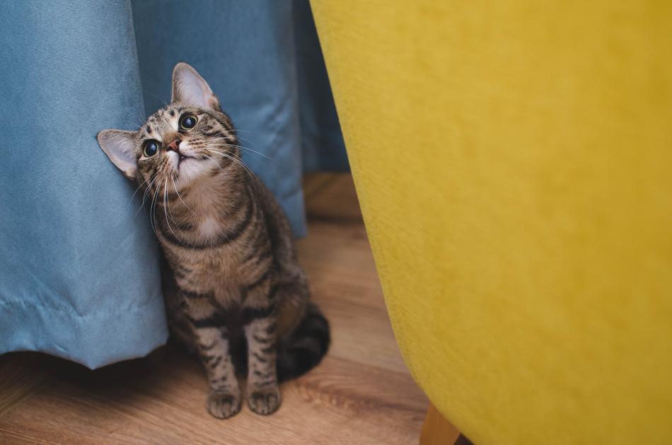 Cute kitten by the curtain
