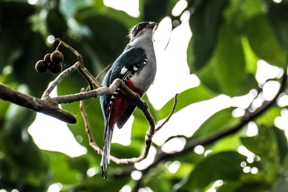 Cuba Cienaga De Zapata