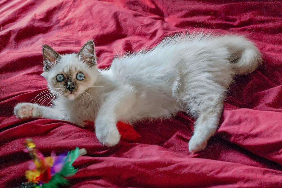 Cat Player White