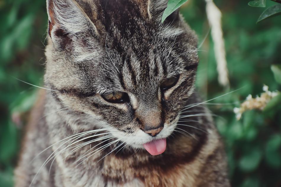 Animal Cat Portrait