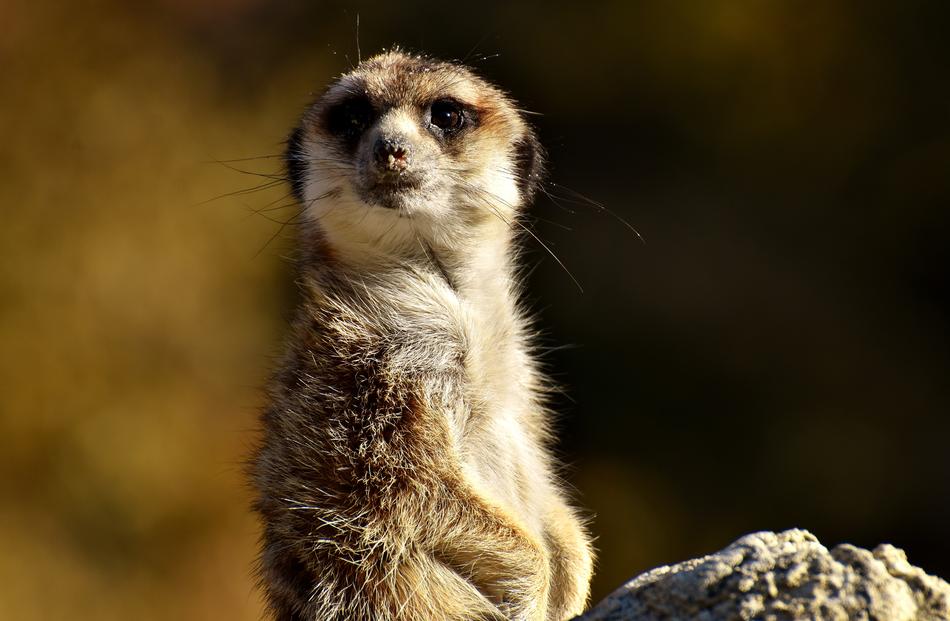 Meerkat Animal Nature