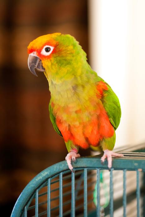 Sun Conure Cage Bird