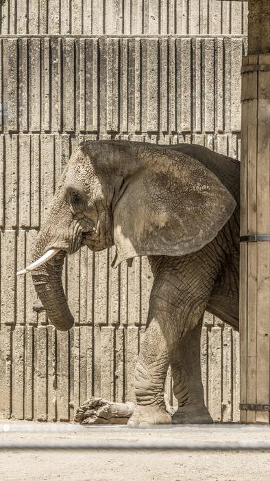 Mammal Fence