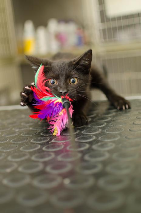 Cat Kitten Little Kitty Black