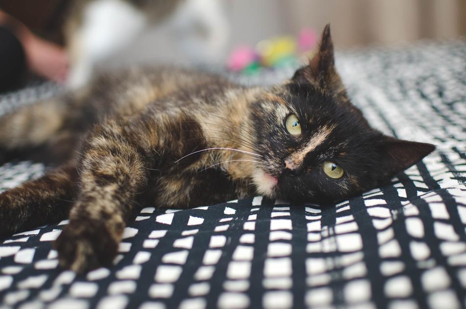 Cat Domestic Animal Cat'S