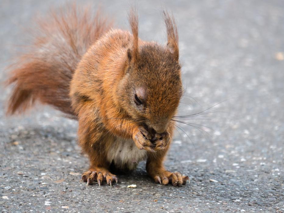 Squirrel Rodent Foraging