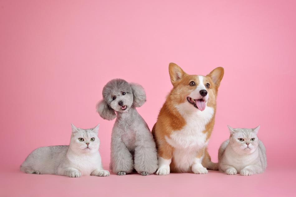 Pets Cute Cat