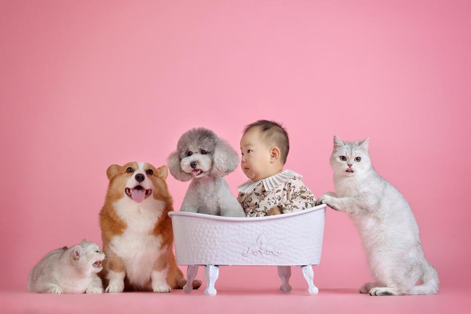 Pets Cute Cat