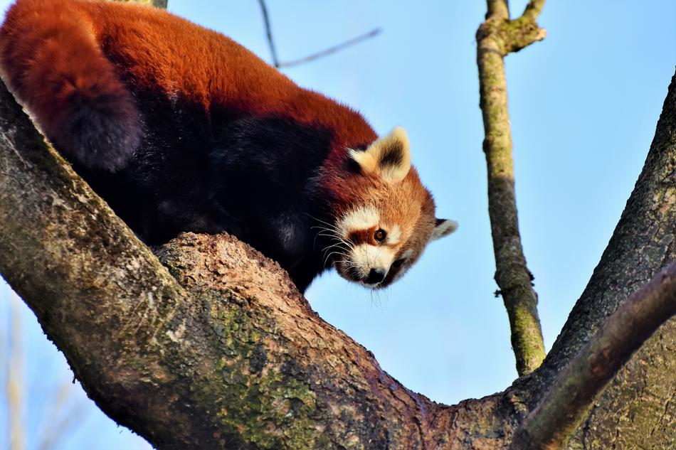 red panda in a tree