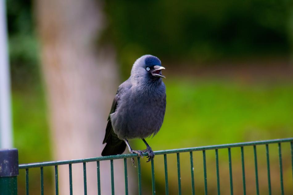 Bird Nature Wildlife