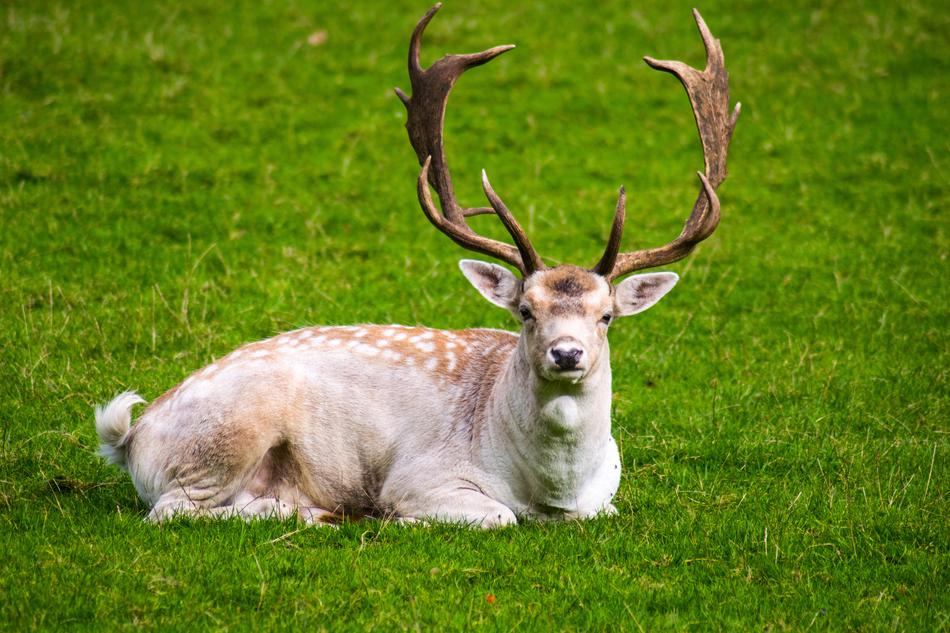 Grass Mammal Deer