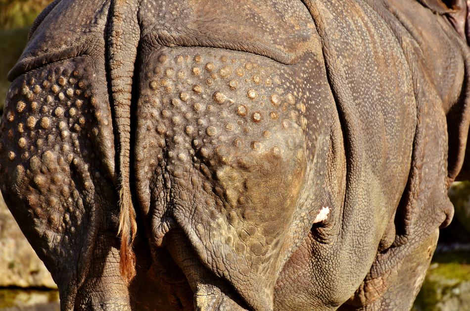Rhino Rump Animal