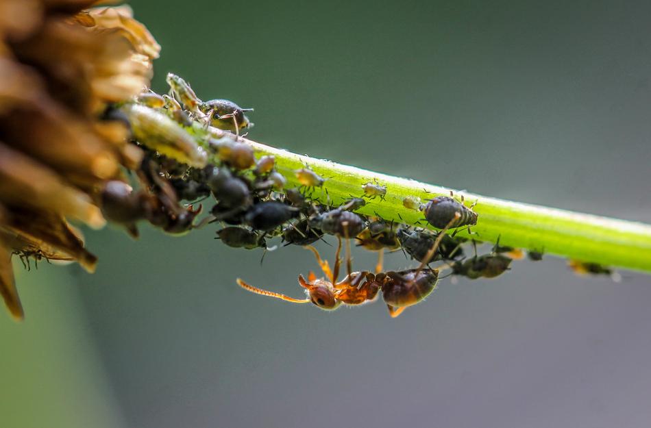 Ant Blackfly Lice