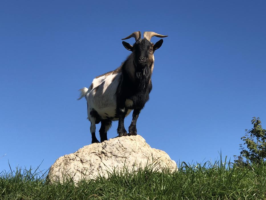 Billy Goat Animal