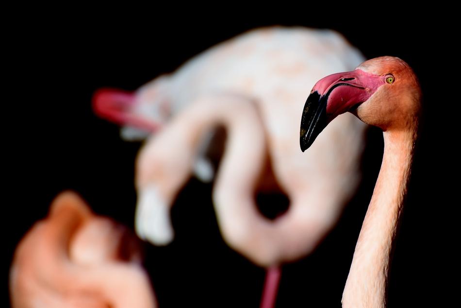 Flamingo Pink Bird